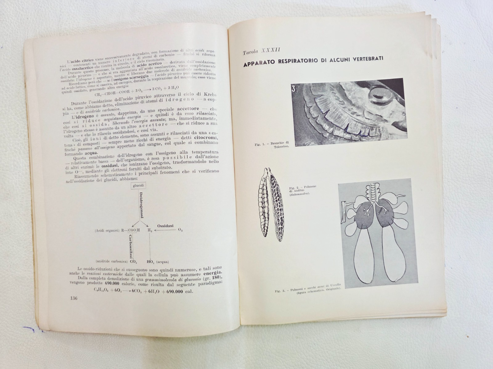 "Corso di Biologia" M. Cori Cappelli Editore Vintage Libro Scolastico