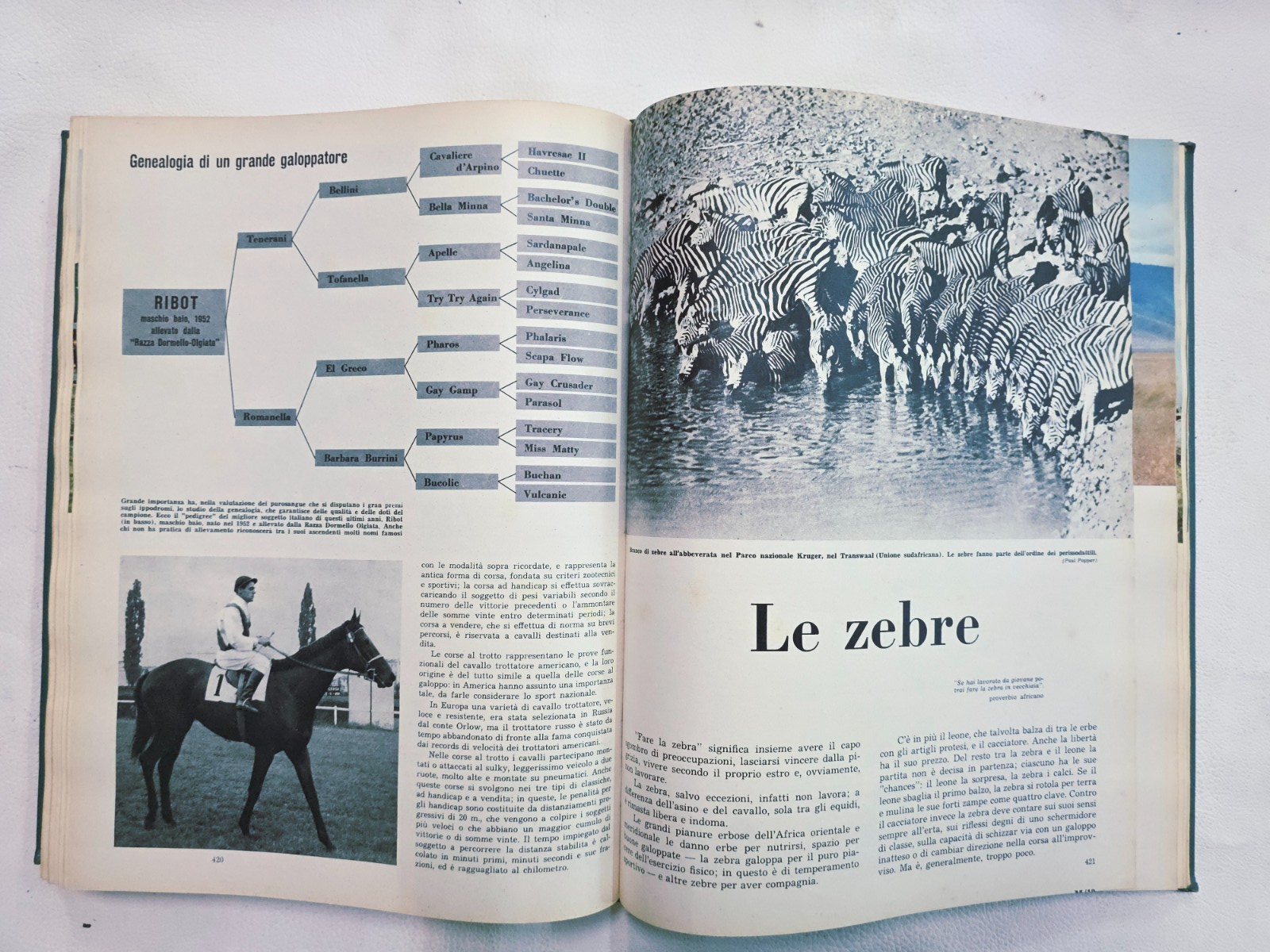 Image #13